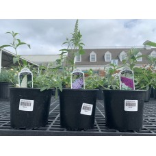 Butterfly Bush 1 Gal